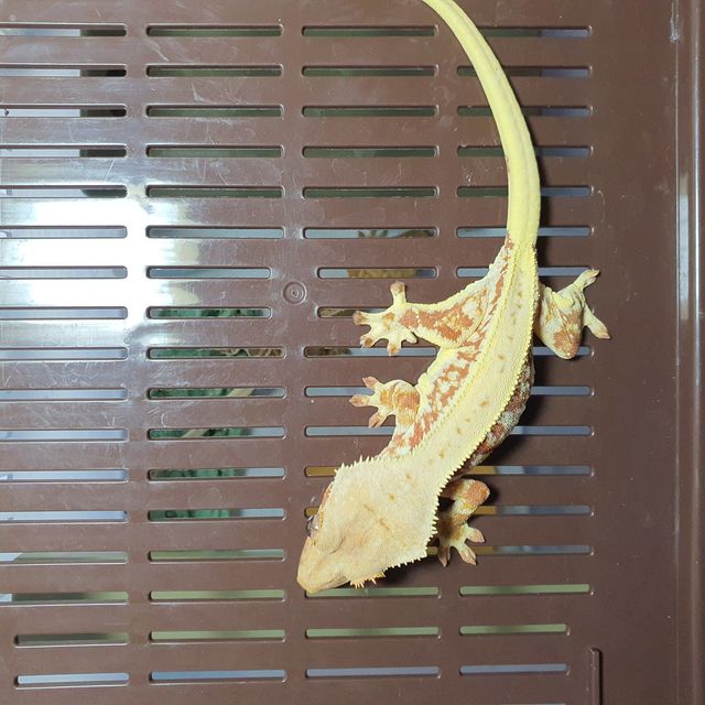 릴리화이트