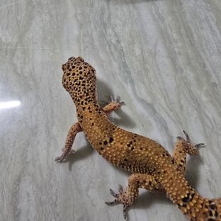 블러드 만다린
