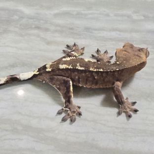 카푸치노
