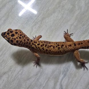 블러드 만다린