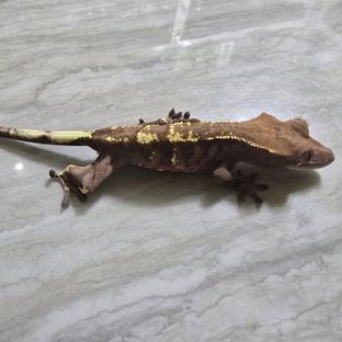 카푸치노