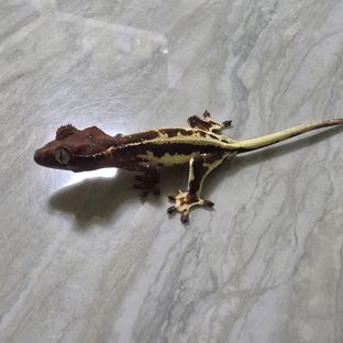 프라푸치노