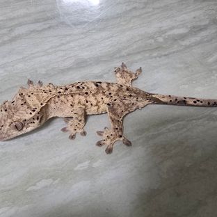 슈퍼달마시안