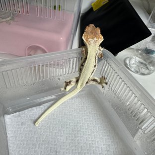 프라푸치노