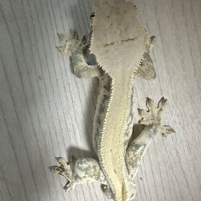 릴리화이트