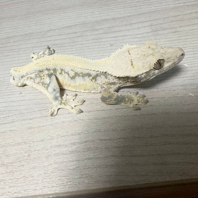 릴리화이트