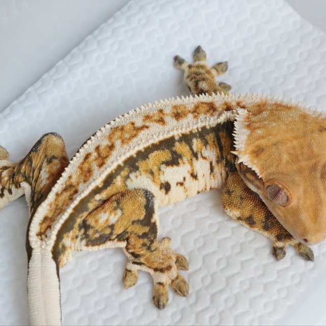 노멀 트라이 풀핀 에밀리