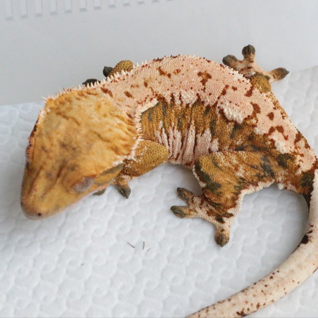 노멀 트라이 텐저린