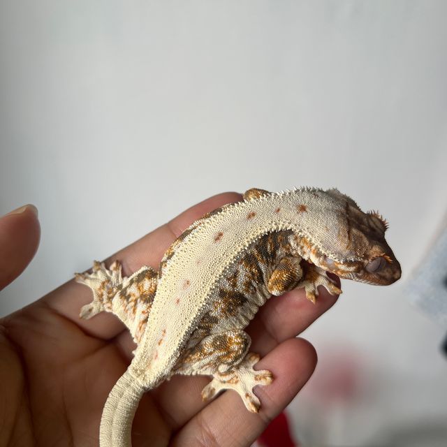 릴리화이트 트라이