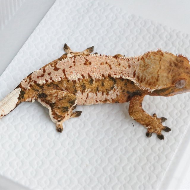 노멀 트라이 텐저린