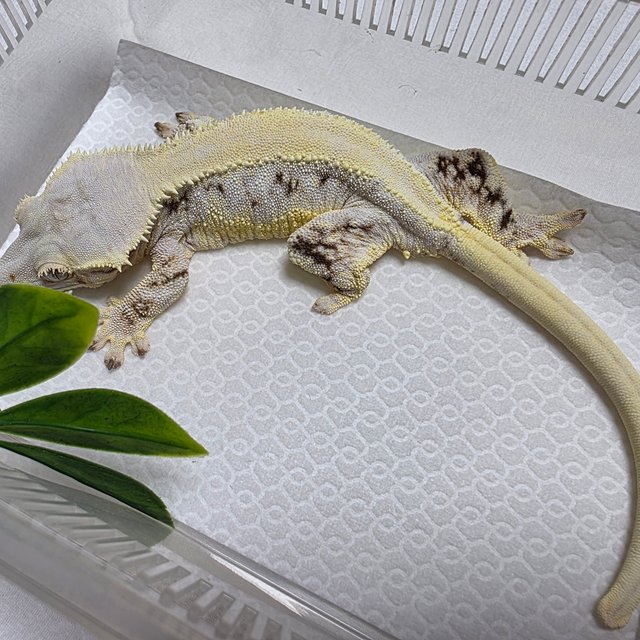 릴리화이트 솔리드백