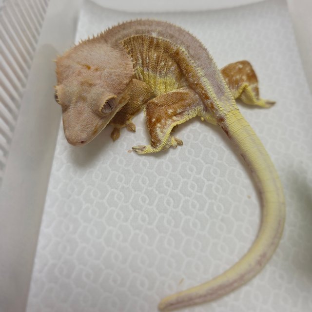 크림 팬텀 릴리화이트