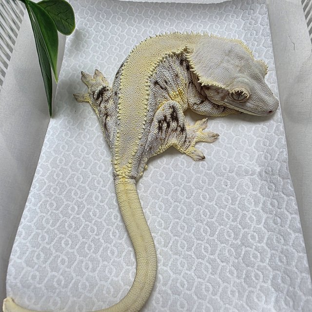 릴리화이트 솔리드백