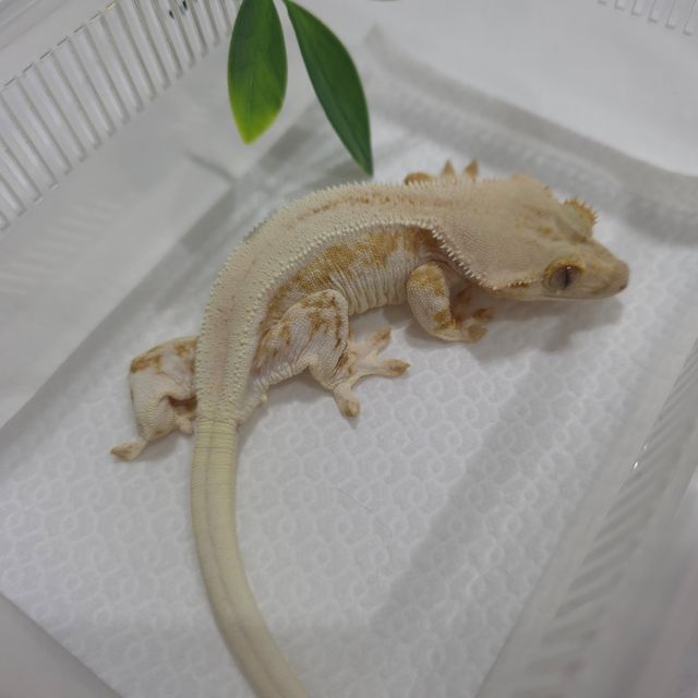 크림 옐로우 릴리화이트