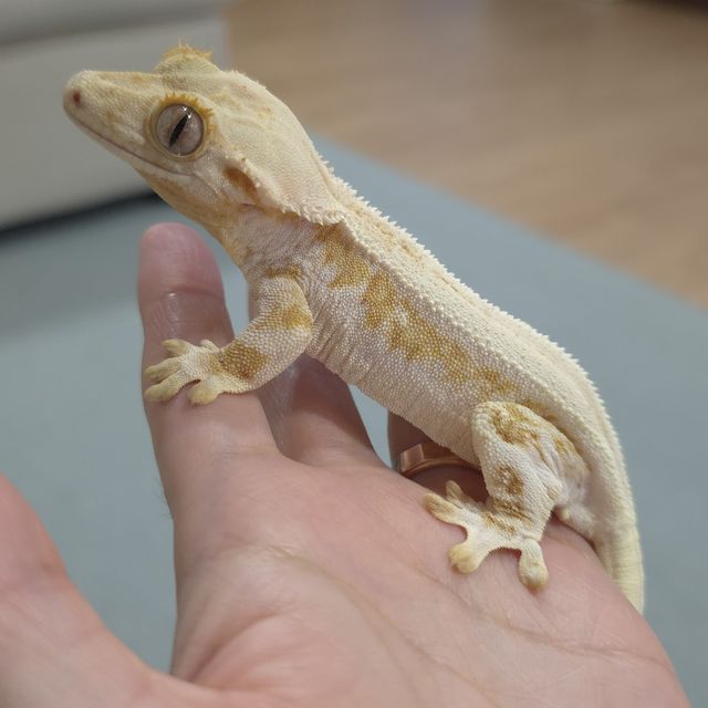 크림 옐로우 릴리화이트