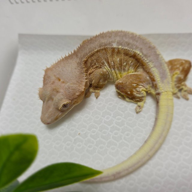 크림 팬텀 릴리화이트