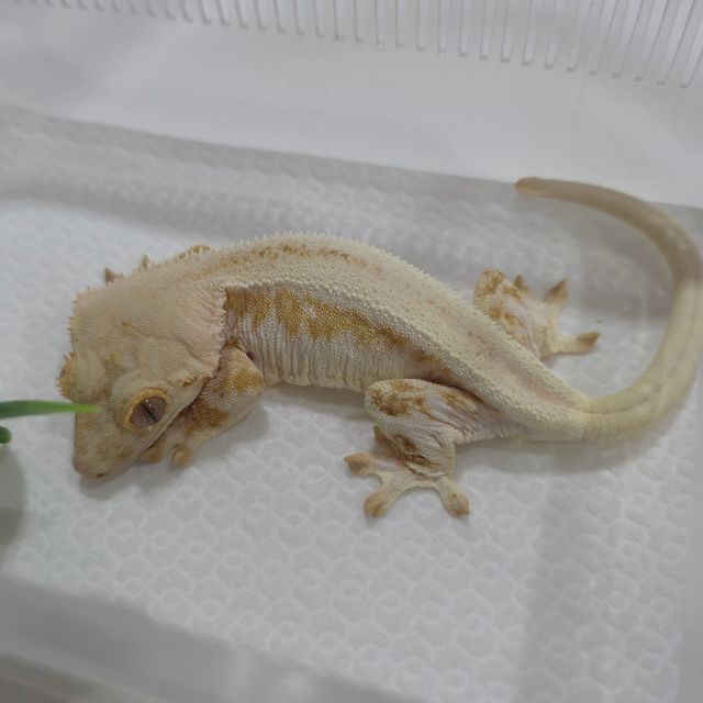 크림 옐로우 릴리화이트