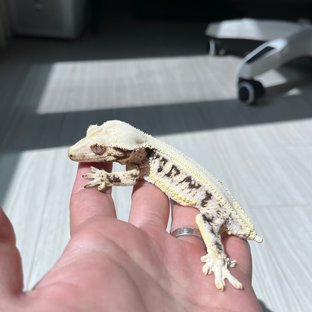 릴리화이트 솔리드백