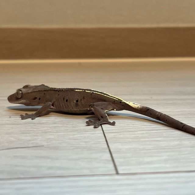 아잔틱