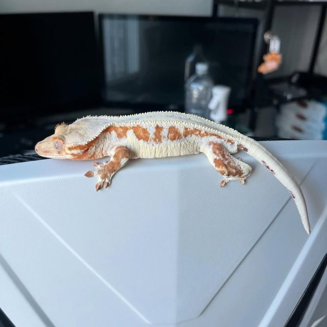 릴리화이트 크림시클