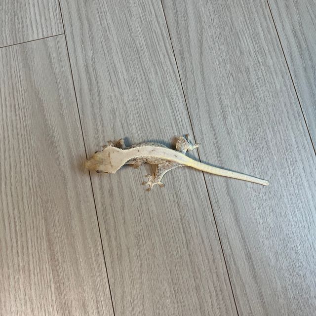 릴리화이트