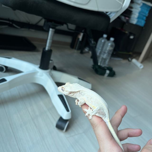 릴리화이트 트라이