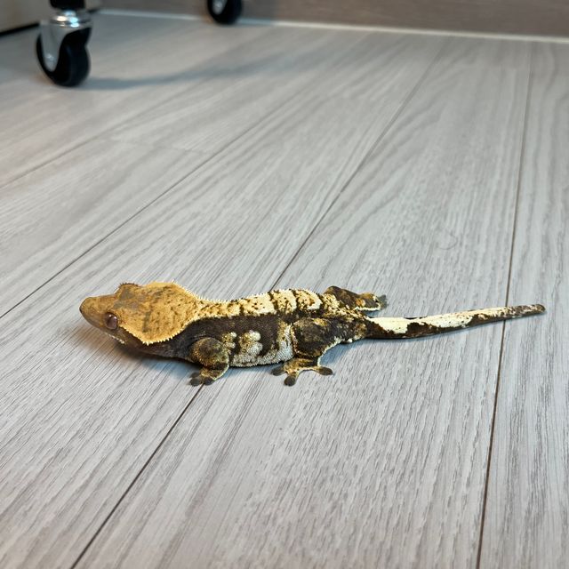 트라이