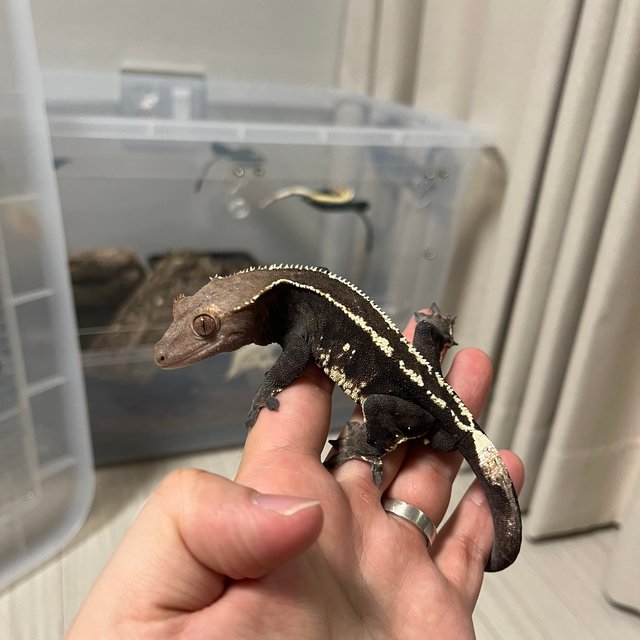 카푸치노 화이트핀