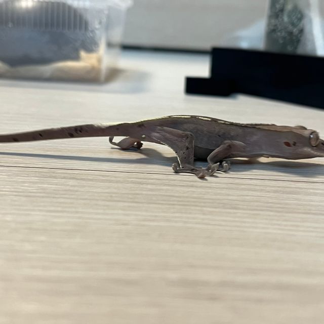 아잔틱