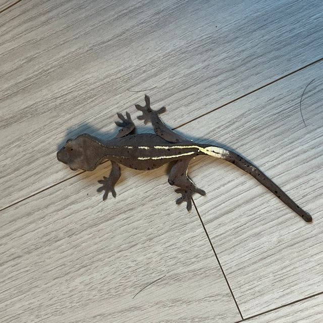 아잔틱