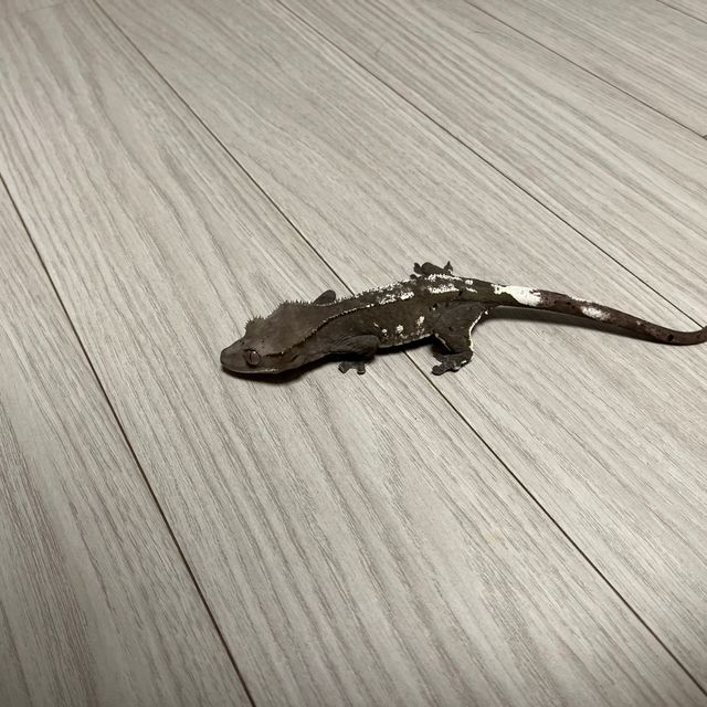 아잔틱