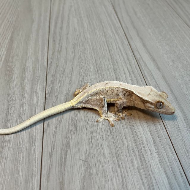 릴리화이트