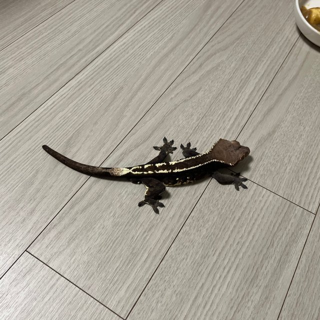 카푸치노 화이트핀