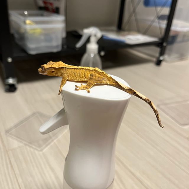 100%헷아잔틱