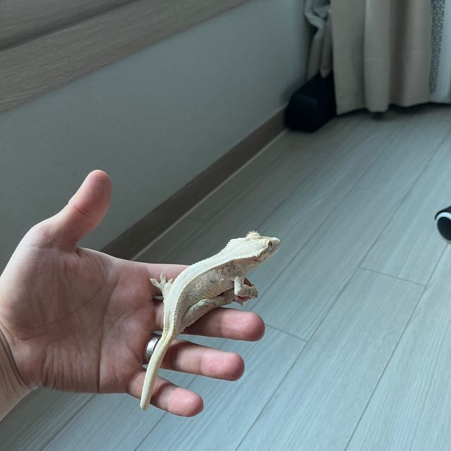 릴리화이트 트라이