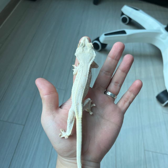릴리화이트 트라이