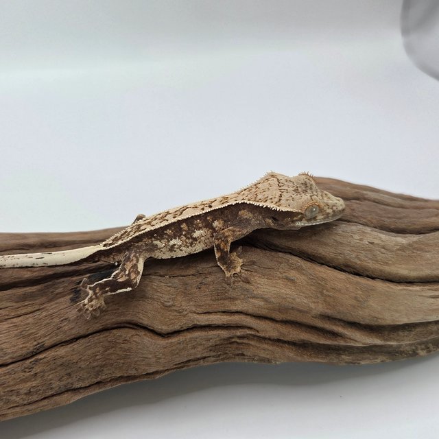 노멀 익스트림할리퀸 쿼드 풀핀 화이트포트홀