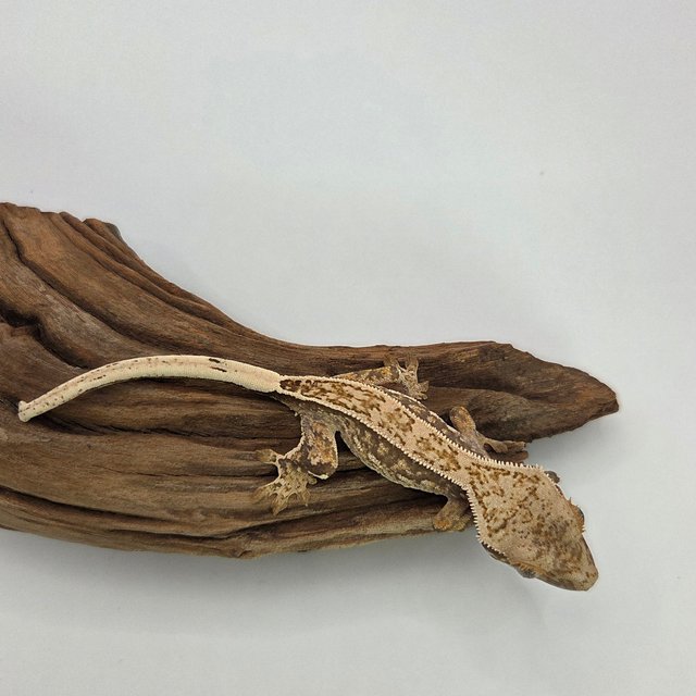 노멀 풀핀 쿼드 익스트림할리퀸 화이트포트홀