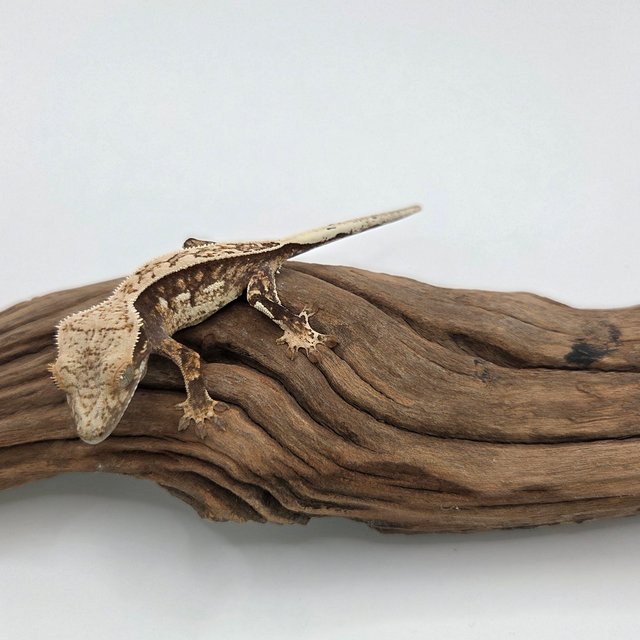 노멀 익스트림할리퀸 쿼드 풀핀 화이트포트홀