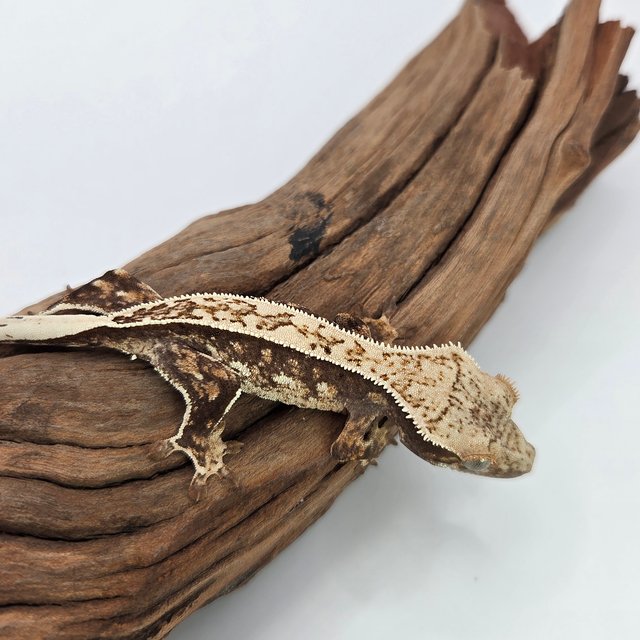 노멀 익스트림할리퀸 쿼드 풀핀 화이트포트홀