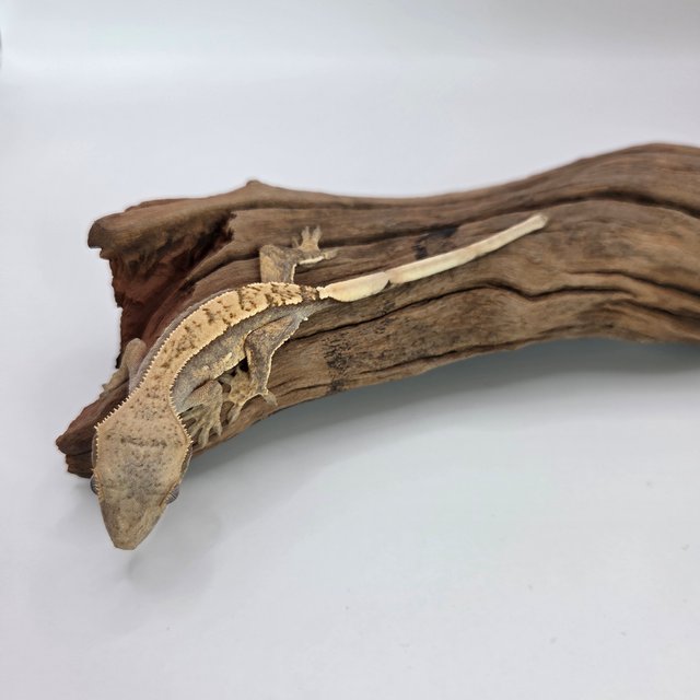 노멀 화이트스팟