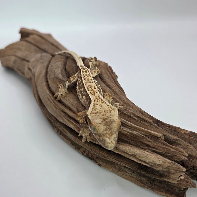 노멀 풀핀 쿼드 익스트림할리퀸 화이트포트홀