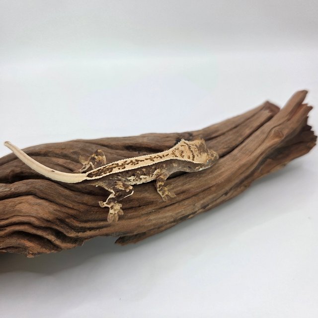 노멀 익스트림할리퀸 풀핀 쿼드