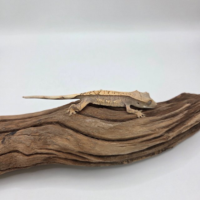 노멀 화이트스팟