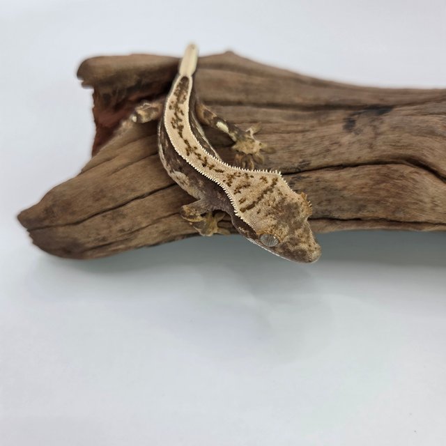 노멀 익스트림할리퀸 풀핀 쿼드