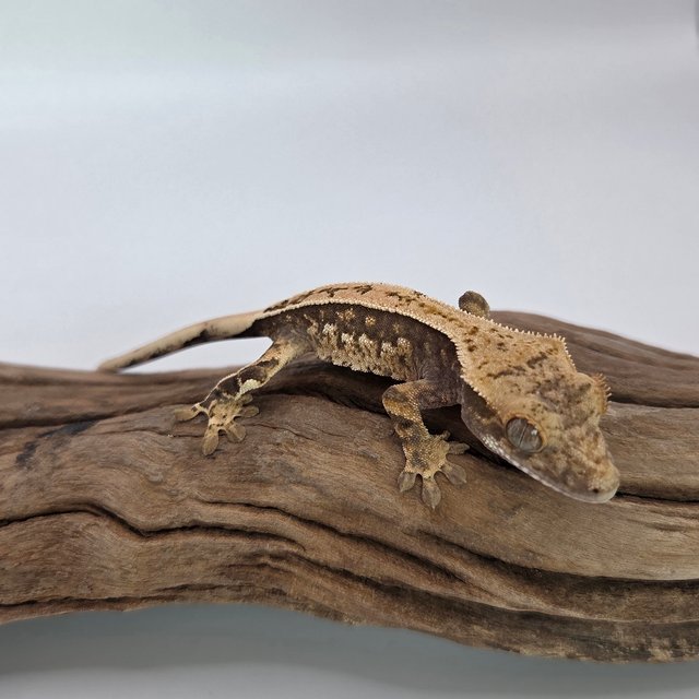 노멀 풀핀 쿼드 익스트림할리퀸