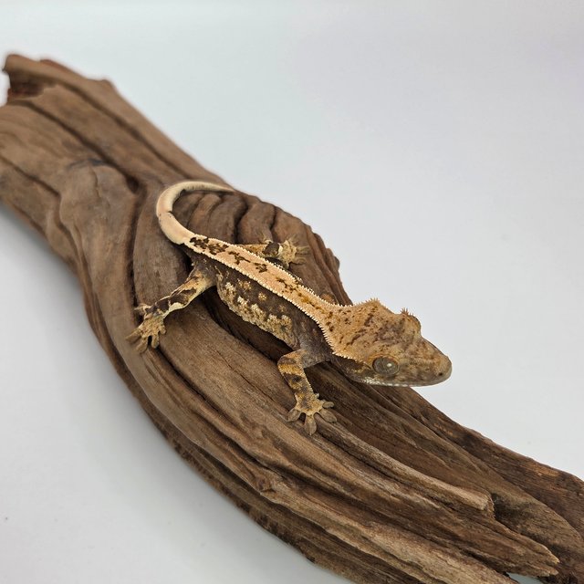 노멀 풀핀 쿼드 익스트림할리퀸