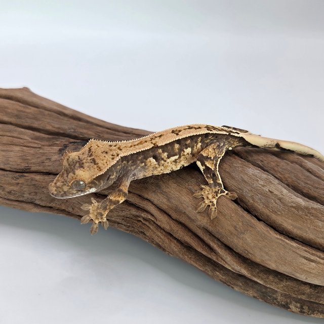 노멀 풀핀 쿼드 익스트림할리퀸