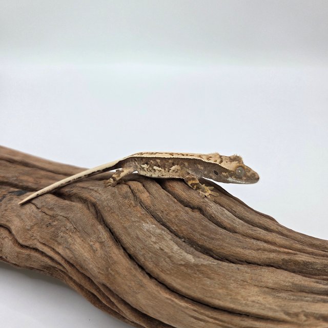 노멀 익스트림할리퀸 풀핀 쿼드