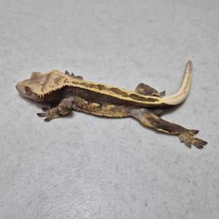 초코빵